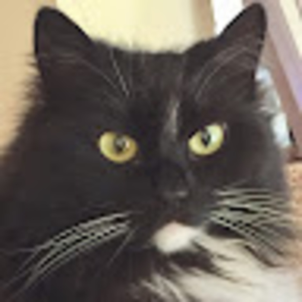 Meet your Posher, Preciouskiki